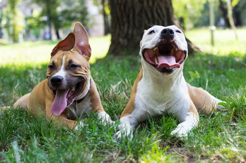 犬同士でも「好き嫌い」があるのはなんで?人もきっと共感できる犬の世界