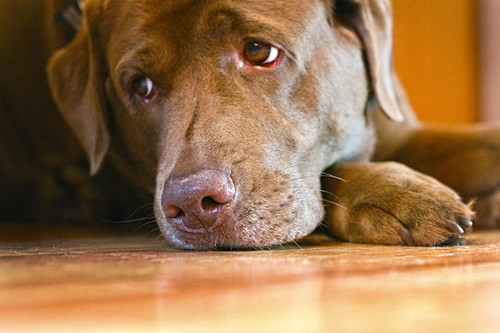 あなたの愛犬は大丈夫?今すぐ実践したい「蚊・ノミ・ダニ」ワクチン以外の対策