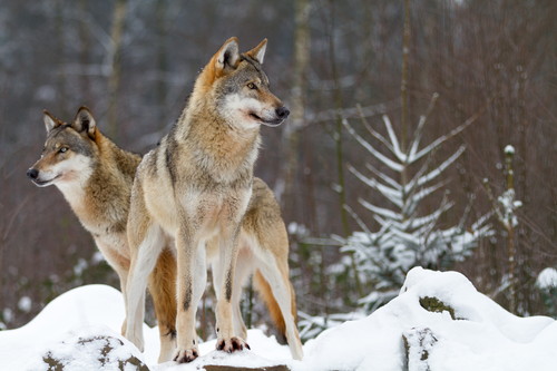 穴を掘る行動には意味があった!? 犬の「ここ掘れワンワン」に隠れた秘密