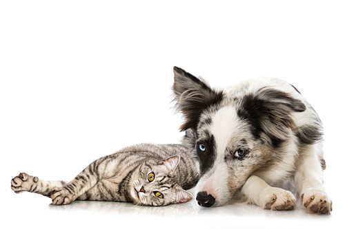 床に寝ころぬ犬と猫の写真
