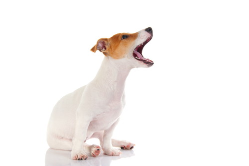 家族で統一することが大切!子犬を迎えたら実践したい「しつけのポイント」