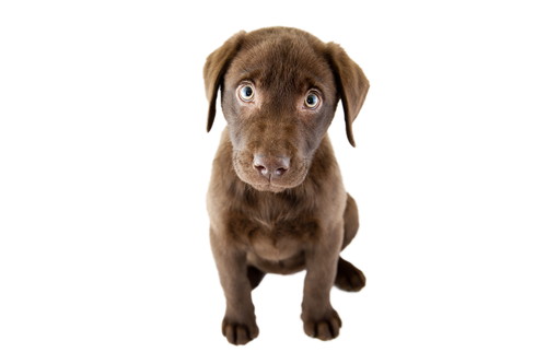 犬がいる家庭に行くときどうする?気をつけたい「基本の対応」について解説