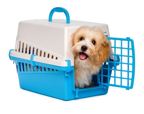安心のできる場所を用意してあげよう!今日から実践したい犬の「寝かしつけ方法」