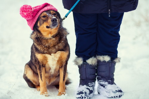子犬や老犬になりやすい?犬風邪と飛ばれる「ケンネルコフ症候群」とは