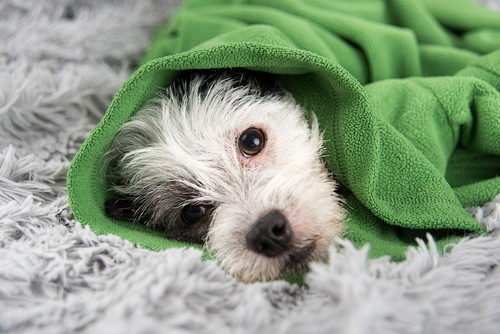 慌てず冷静に対処しよう!犬の「痙攣」について獣医師が解説