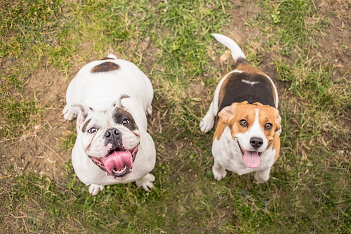 正しい知識を身に着けよう!「犬ジステンパー」について飼い主が注意すること