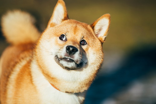 柴犬の飼い主に聞いた!日常生活で「気をつけていること」3つ