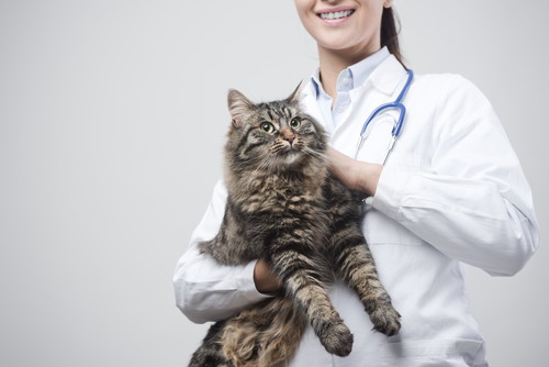 人間だけじゃない!? 猫にも見られる「花粉症」について