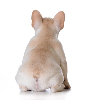 食べ物と病気に要注意!犬が「便秘」になる原因と対処法~前編~