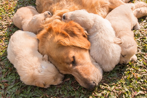 犬の病気は遺伝するの?知っておきたい「遺伝」と「病気」の関係性
