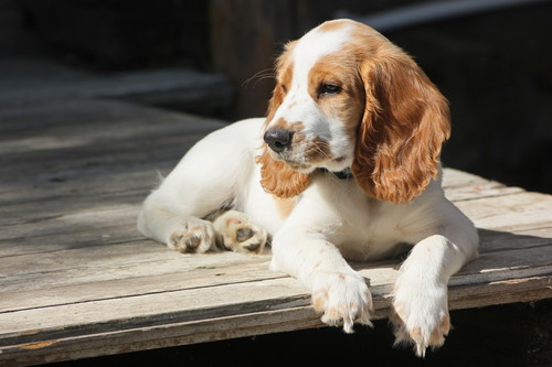 愛犬はいつも通りで大丈夫？「冬の散歩」で気をつけること＆遊び方