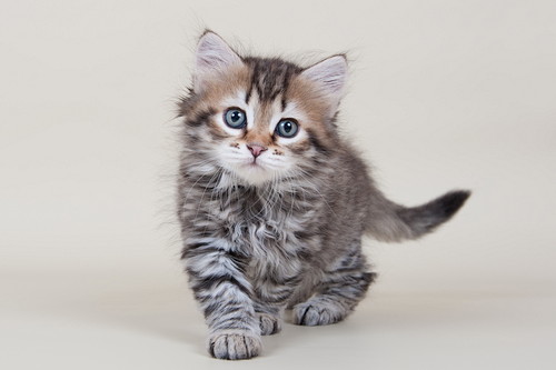 アフターケアはなにをすればいい?猫の「去勢(避妊)」について