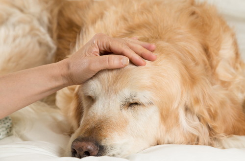 子犬や老犬になりやすい?犬風邪と飛ばれる「ケンネルコフ症候群」とは