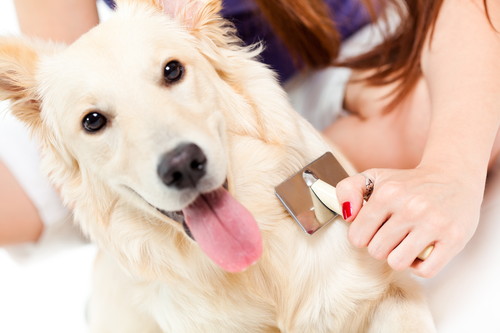 皮膚科獣医師が紐解く!犬の「換毛期」の基本と気をつけたい病気