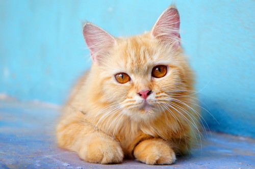 すぐに忘れるのはウゾ!? 猫の「記憶力」について分かってきたこと