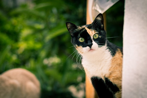 どうして「お風呂」が好きなの?何気ない猫の行動について獣医師が解説