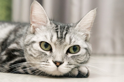 犬だけじゃない!猫も気をつけたい「フィラリア症」について