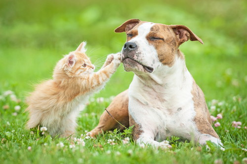 ペットの病気やケガをどう乗り越える?「獣医師」が飼い主さんに伝えたいこと