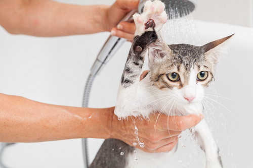 どうして「お風呂」が好きなの?何気ない猫の行動について獣医師が解説