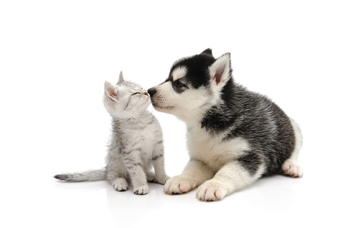 顔を近づけるシベリアンハスキーと子猫の写真