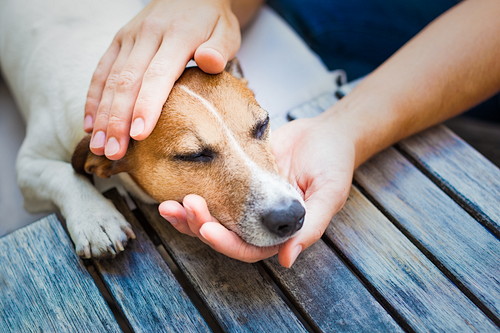 慌てず冷静に対処しよう!犬の「痙攣」について獣医師が解説