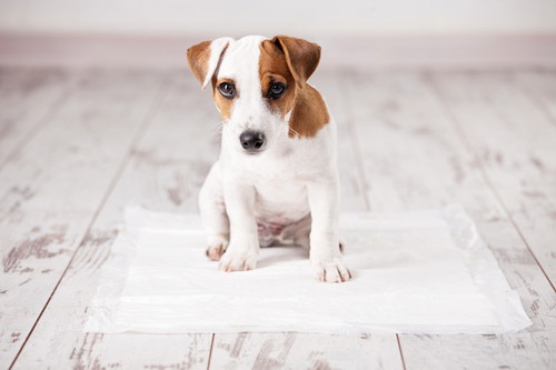 犬の気持ちが第一!獣医師がおすすめする「トイレシート」5選