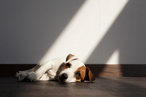 無理は禁物！犬の「セルフカット」注意点と家庭のお手入れ法3つ