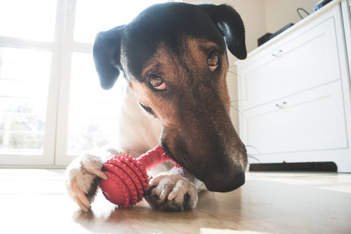 家族で統一することが大切!子犬を迎えたら実践したい「しつけのポイント」
