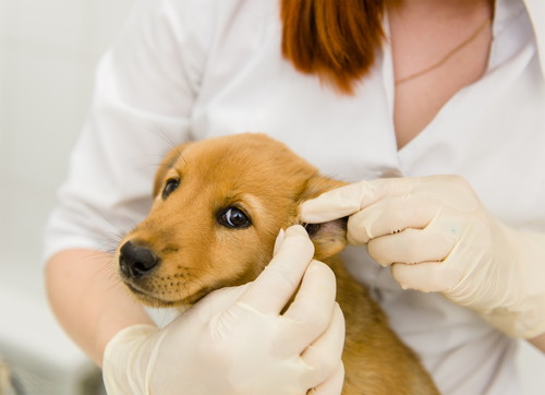 日常の音や声、犬にはどう聞こえる？「耳の仕組み」に関するあれこれ