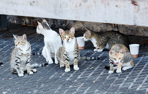 猫の殺処分減に「ふるさと納税」1,800万円を活用!和歌山市の取り組みに注目