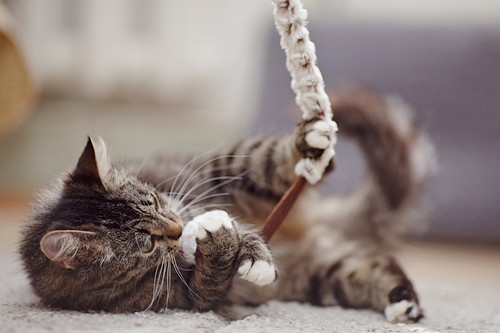 おもちゃで遊ぶ猫の写真