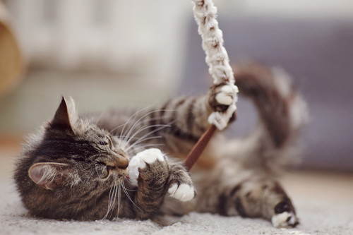 そんなにおもしろいの?猫が「テレビ」をじっと見る理由を獣医師が解説