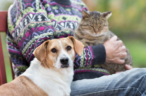 飼い主は犬猫の保険に入るべき?気になる「ペット保険」について獣医師が解説