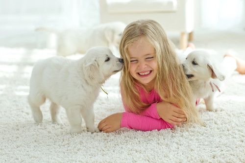これだけは知っておきたい!犬の「免疫」の基本と免疫系の疾患について