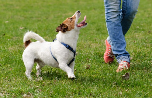 犬がいる家庭に行くときどうする?気をつけたい「基本の対応」について解説