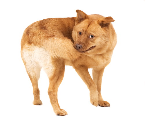 あるある…でもなんで?「同じ場所をくるくる回る」犬のふしぎな行動