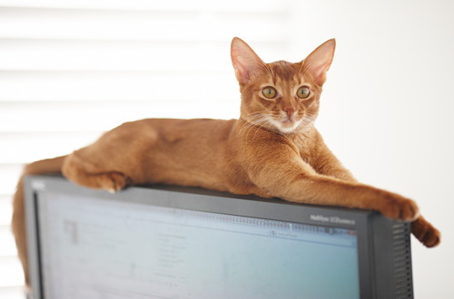 そんなにおもしろいの?猫が「テレビ」をじっと見る理由を獣医師が解説