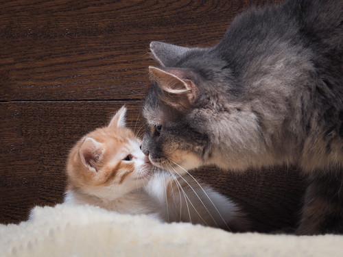 乾燥していたらキケン!? 知っておきたい「猫の鼻」の基本と病気