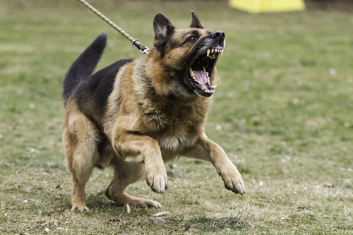 気持ちを伝えようとしている!? 犬が「決まった時間や場面」で吠える理由