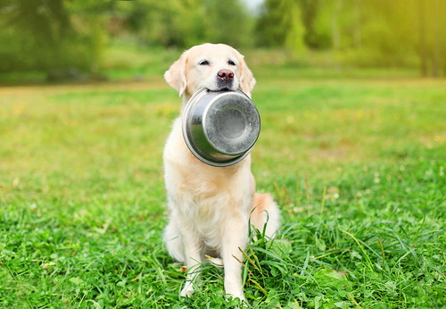 食べ物と病気に要注意!犬が「便秘」になる原因と対処法~前編~