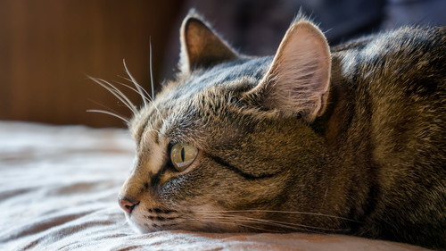 乾燥していたらキケン!? 知っておきたい「猫の鼻」の基本と病気