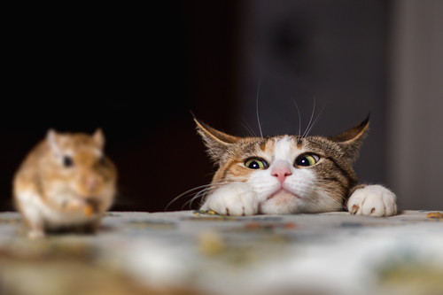 一緒に楽しむことが大切!愛猫と奏でる「音楽」の楽しみ方