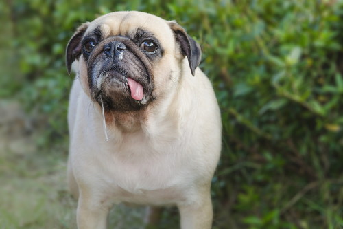 くしゃみや鼻水が増えたら要注意!犬の「花粉症」6つの症状を中心に解説