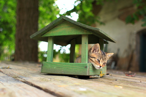 引越しシーズン到来!愛猫を「新しいおうち」に慣れさせるポイント