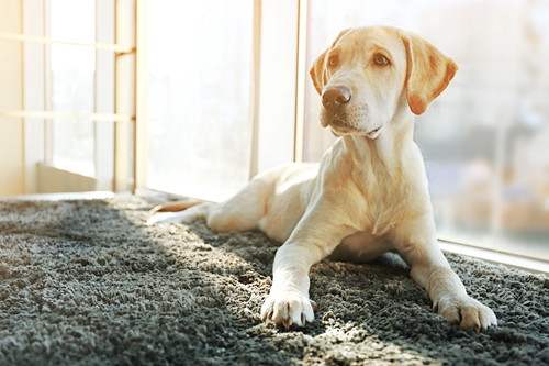 正しい知識を身に着けよう!「犬ジステンパー」について飼い主が注意すること