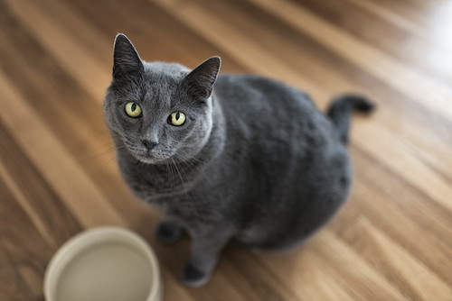 「水をよく飲む」猫、脱水症状以外に考えられる病気は?