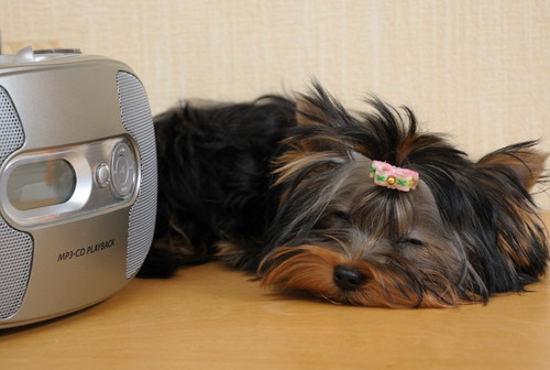 安心のできる場所を用意してあげよう!今日から実践したい犬の「寝かしつけ方法」