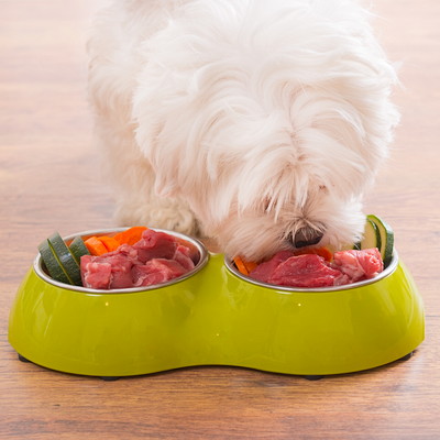 餌を食べている犬の写真