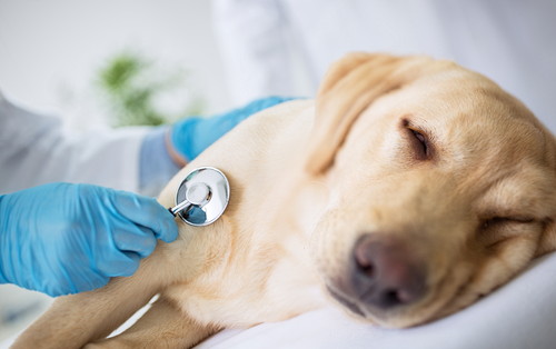 正しい知識を身に着けよう!「犬ジステンパー」について飼い主が注意すること