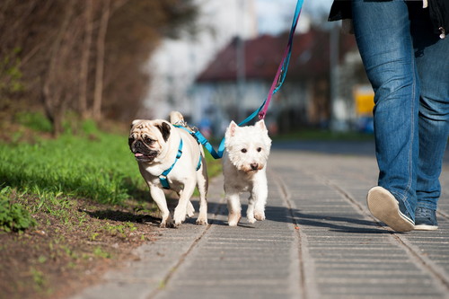 愛犬はいつも通りで大丈夫？「冬の散歩」で気をつけること＆遊び方